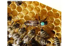 Bal Arısının Bakımı Nasıl Yapılır?