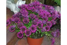 Bodrum Papatyası Bakımı Nasıl Yapılır?