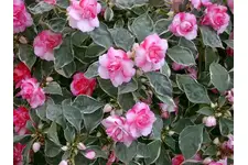 Cam Güzeli Çiçeği Bakımı Nasıl Yapılır?