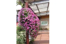 Petunya Bakımı Nasıl Yapılır?