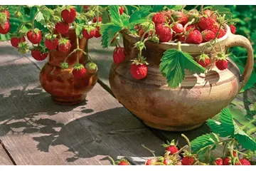 Çilek Bakımı Nasıl Yapılır?