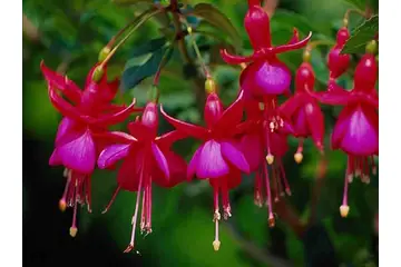 Küpeli Çiçeğinin Bakımı Nasıl Yapılır?