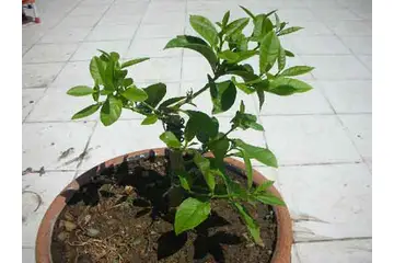 Limon Fidanı Bakımı Nasıl Yapılır?