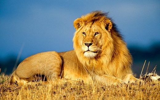 Aslan Bakımı Aslanların Bakımı ve Temel Özellikleri