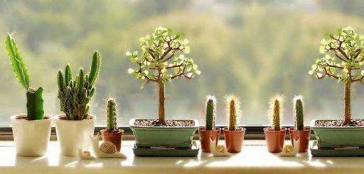 Evde Kaktüs Bakımı Isı