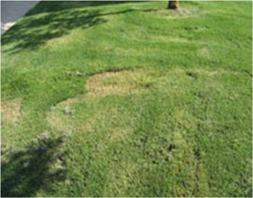 Rulo Çim Bakımı Rulo Çim Döşeme Öncesi Hazırlık