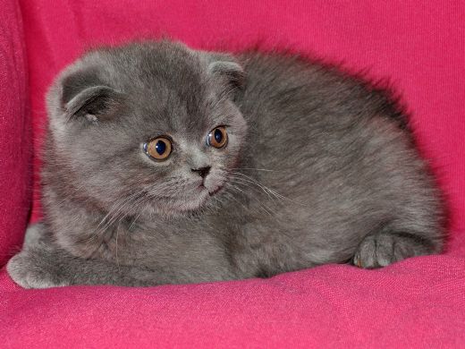 Scottish Fold Bakımı