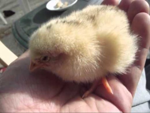 Yeni Çıkan Civciv Bakımı