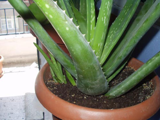 Aloe Vera Bakımı Nasıl Yapılır?