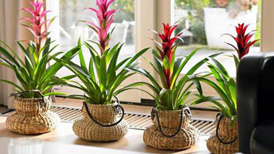 Canlı Çiçek Bakımı Nasıl Yapılır?