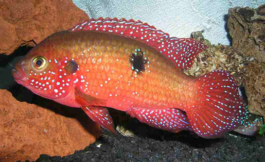 Ciklet Balığı Bakımı Nasıl Yapılır?