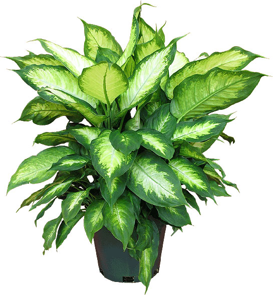 Difenbahya Bakımı Nasıl Yapılır?