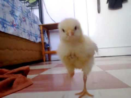 Evde Civciv Bakımı Nasıl Yapılır?