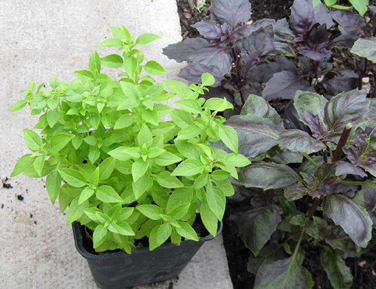 Fesleğen Bakımı Nasıl Yapılır?