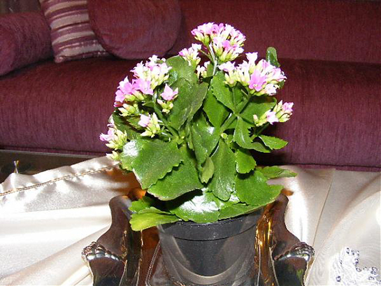 Kalanchoe Bakımı Nasıl Yapılır?