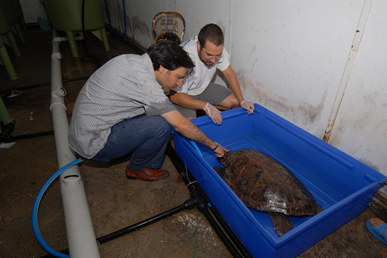 Kaplumbağa Bakımı Nasıl Yapılır?