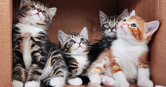 Kedi Bakımı Nasıl Yapılır?