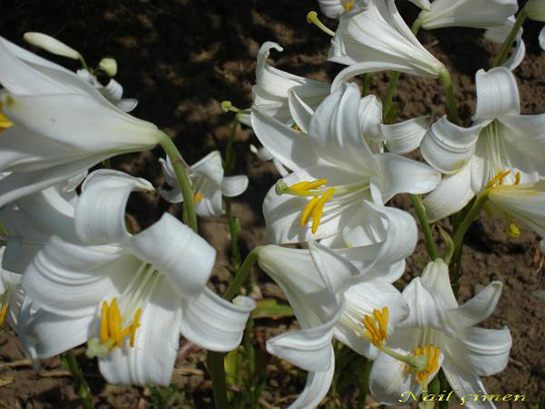 Lilyum Çiçek Bakımı Nasıl Yapılır?