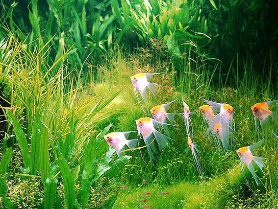 Melek Balığı Bakımı Nasıl Yapılır?