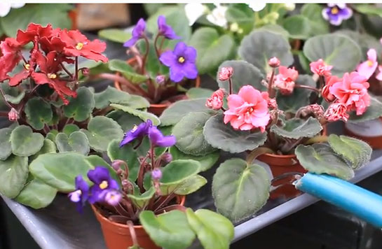 Menekşe Bakımı Nasıl Yapılır?