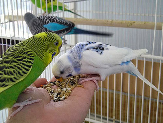 Muhabbet Kuşları Bakımı Nasıl Yapılır?