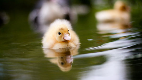 Ördek Bakımı Nasıl Yapılır?