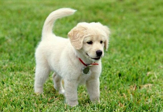 Yavru Köpek Bakımı Nasıl Yapılır?