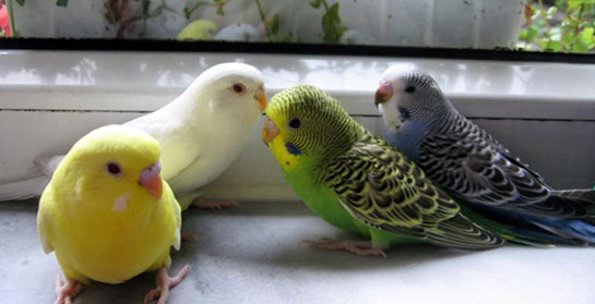 Yavru Muhabbet Kuşu Bakımı Nasıl Yapılır?